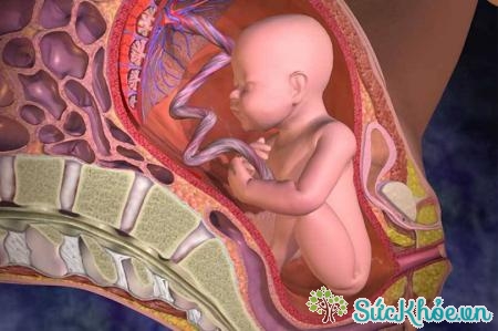Dây rốn chuyển dinh dưỡng và oxy từ nhau thai đến bào thai