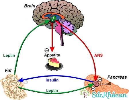 Leptin được xử lý, điều khiển ở phần não bộ