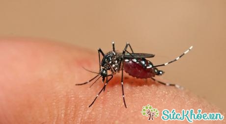 diệt muỗi, lăng quăng/bọ gậy và phòng chống muỗi đốt
