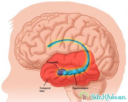 Chức nang của đại não gồm ngôn ngữ, tư duy, vận động và cảm xúc