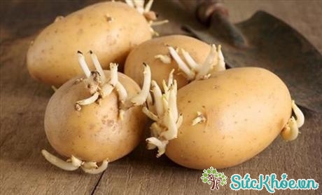 Trong khoai tây, solanin tập trung phần lớn ở cành và các mầm