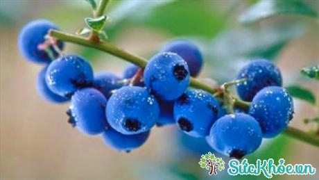 Quả việt quất chứa các chất chống oxy hóa nhiều hơn 40 loại hoa quả, rau xanh thông thường 