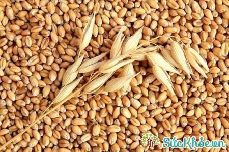 Lúa mì chứa nhiều vitamin và khoáng chất nhưng có những hạn chế nhất định
