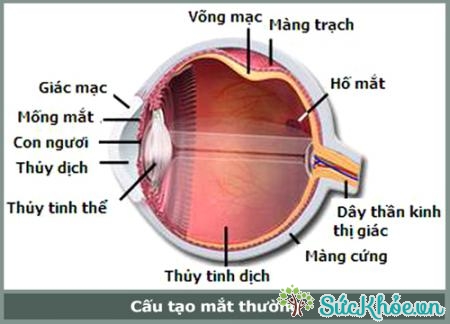 Đục thủy tinh thể là ống kính trong suốt của mắt bị mờ