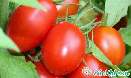 Cà chua mặc dù rất tốt cho cơ thể tuy nhiên không nên sử dụng quá nhiều