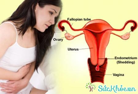 Suy buồng trứng ảnh hưởng sự duy trì hormone sinh dục nữ