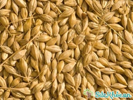 Lúa mạch là một trong những loại thực phẩm tốt nhất cho một chế độ ăn giảm cân