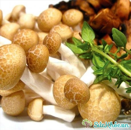 Ăn nhiều nấm sẽ giúp bạn cải thiện hệ miễn dịch trong thời gian dài