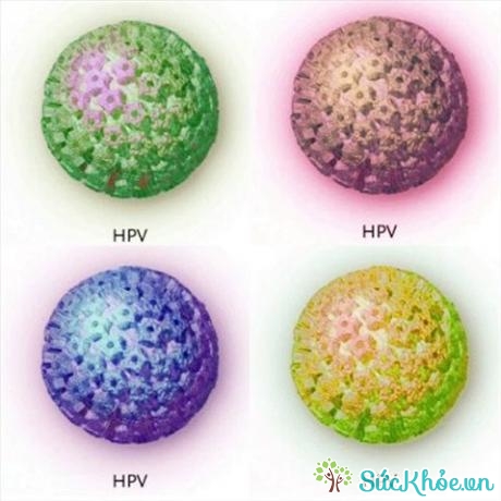Virus HPV lây nhiễm qua đường tình dục gây ung thư cổ tử cung