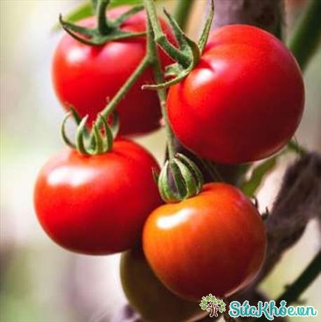 Cà chua chứa nhiều chất chống oxy hóa giúp bạn khỏe mạnh