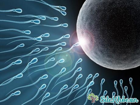 Chất lượng tinh trùng tốt làm tăng khả năng thụ thai 