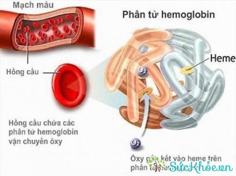 Nồng độ hemoglobin thấp gây thiếu máu