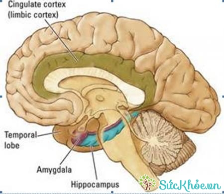 Bộ não là cơ quan quan trọng và phức tạp nhất trong cơ thể người