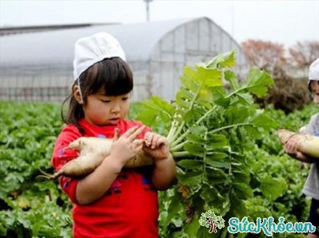 Tay lấm bẩn vì thu hoạch rau củ - hình ảnh dễ dàng bắt gặp ở các trường mầm non Nhật
