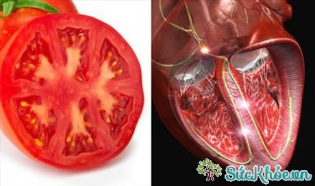 Cà chua chứa chất chống oxy hóa lycopene có tác dụng làm giảm nguy cơ mắc bệnh tim ở cả nam giới và phụ nữ