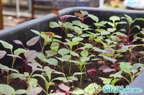 Rau dền - Loại rau rẻ tiền, dễ trồng trong vườn nhà người Việt