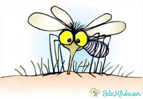 Muỗi là thủ phạm gây sốt xuất huyết (Ảnh: Internet)