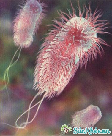 Vi khuẩn E.coli thường gây bệnh viêm tiết niệu ở trẻ em (Ảnh: Internet)