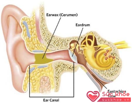Ráy tai có nhiệm vụ bảo vệ tâm nhĩ nên cũng có nhiều vấn đề về sức khỏe do ráy tai gây ra