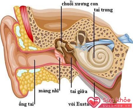 Nguyên nhân ù tai có thể do nhiễm khuẩn, xơ cứng chuỗi xương con trong tai.