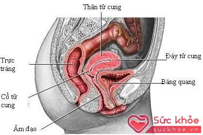 Bàng quang chịu sức ép của bào thai trong tử cung trong thời gian dài