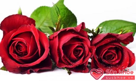 Hoa hồng đỏ (mai khôi hoa) dùng làm huyết mạch lưu thông, chữa kinh nguyệt không đều,...