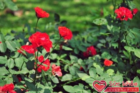 Hoa hồng có tác dụng hoạt huyết, điều kinh, tiêu viêm, tiêu sưng 
