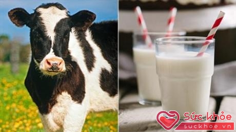 Người bệnh tim nên uống sữa bò tươi