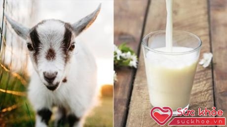 Sữa dê là một lựa chọn tốt nếu bạn đang gặp vấn đề trong việc tiêu hóa sữa bò