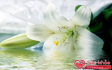 Người Hy Lạp cổ đại thường sử dụng hoa lily để điều trị bệnh tim