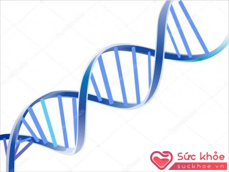 DNA và gens đóng vai trò quan trọng đối với đời sống con người