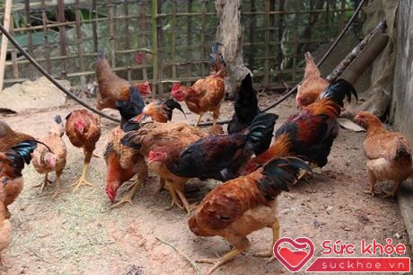 Trong Đông y là vị thuốc, còn có tên gọi khác là kê nhục. Tùy thuộc và loại gà và màu lông của gà lại có thể chữa được từng chứng bệnh cụ thể.