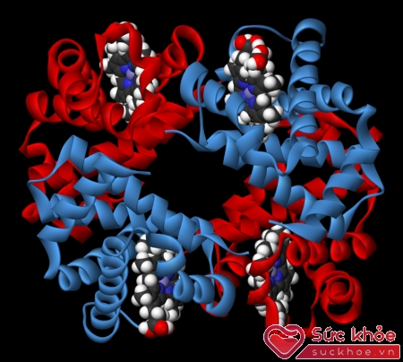 Hemoglobin là hợp chất phức tạp gồm protein, heme