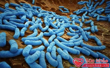 Nếu lượng vi khuẩn tăng cao, đồng nghĩa với tăng nguy cơ bị bệnh viêm dạ dày, ruột - vốn có thể gây nôn mửa và tiêu chảy