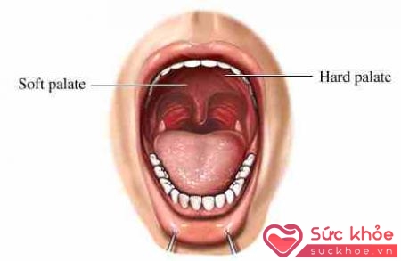 Khoang miệng là phần đầu của hệ thống tiêu hóa gồm răng, môi...