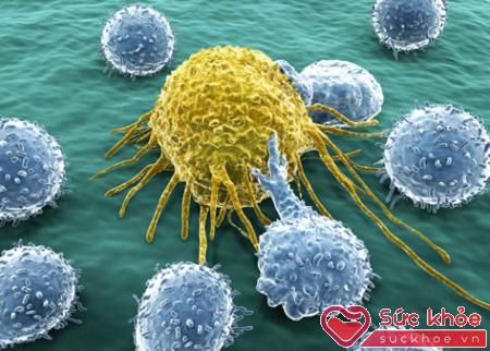 Tế bào sống là liệu pháp an toàn đảo ngược lão hóa tế bào