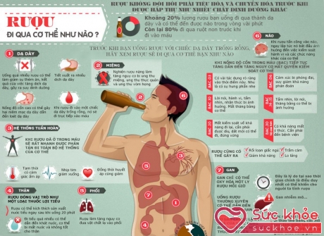 Nếu không bảo vệ, rượu bia sẽ ảnh hưởng như thế nào đến cơ thể chúng ta?