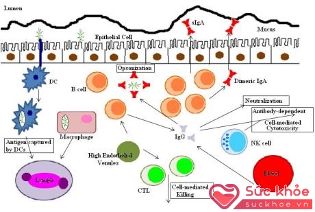 Ly giải vi khuẩn hô hấp dạng ngậm giúp bảo vệ cơ thể khỏi vi khuẩn, virus