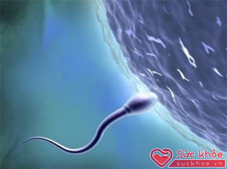 Nếu điều kiện của tinh dịch thuận lợi thì thời gian tồn tại của tinh trùng trong ống sinh dục nam là 42 ngày