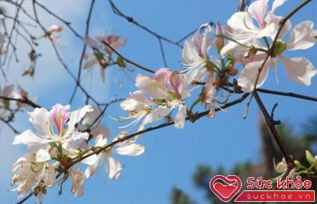Vào mỗi độ tháng 3, hoa ban lại nở rộ khắp các tỉnh thuộc vùng Tây Bắc nước ta.
