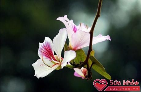 Trong Đông y, hoa ban có vị nhạt, tính mát, có tác dụng lợi tiểu, tiêu thũng, kiện tì, tán thấp.
