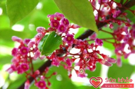 Theo lương y Bùi Hồng Minh, quả, hoa, lá, rễ khế đều là những bộ phận được dùng làm thuốc trong Đông y.
