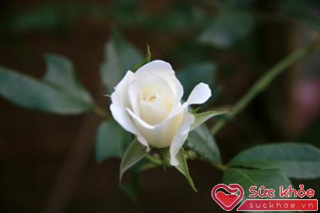 Hoa hồng trắng có thể dùng để trị ho cho bé an toàn và hiệu quả