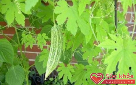 Mướp đắng là một loại thảo dược quý trong Đông y, có tính mát, giúp thanh nhiệt giải độc