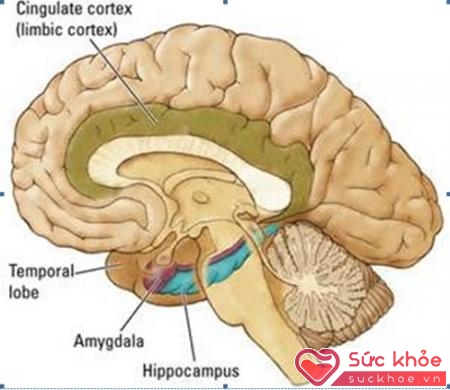 Dopamine là chất dẫn truyền thần kinh, được tổng hợp ở não bộ