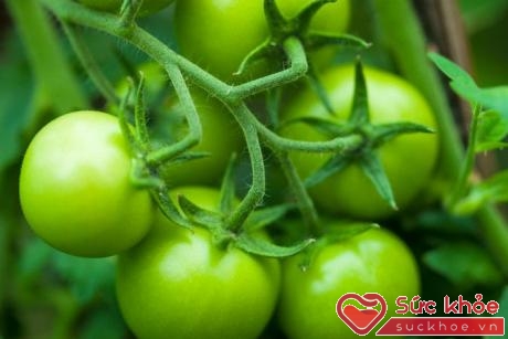 Với các thực phẩm như cà tím và cà chua xanh có chứa chất độc solanine gây ra các triệu chứng ngộ độc như chóng mặt, buồn nôn, nôn mửa...