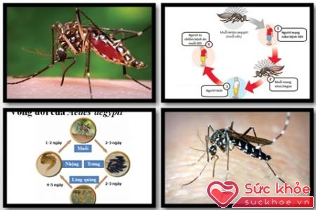 Phòng tránh muỗi đốt tránh sốt xuất huyết dengue