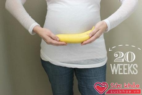 Em bé sẽ có kích thước gần bằng một quả chuối ở tuần thai thứ 20