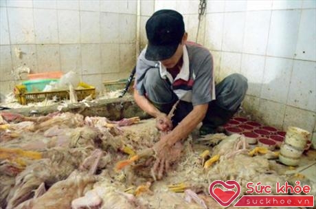 Sử dụng thịt gia cầm ở những cơ sở giết mổ không đảm bảo vệ sinh nguy cơ lây nhiễm cúm gia cầm rất cao 