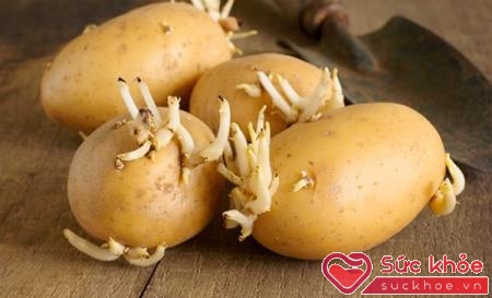 Nhiều người cho rằng mua khoai tây đã mọc mầm chỉ cần cắt bỏ phần mầm đi là không có vấn đề gì về sức khỏe.